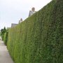 Cupressocyparis leylandii '2001'